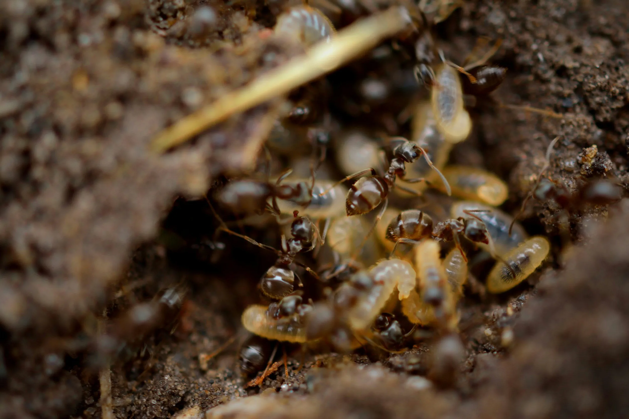 Ants and larvae in an underground nest near a home's foundation