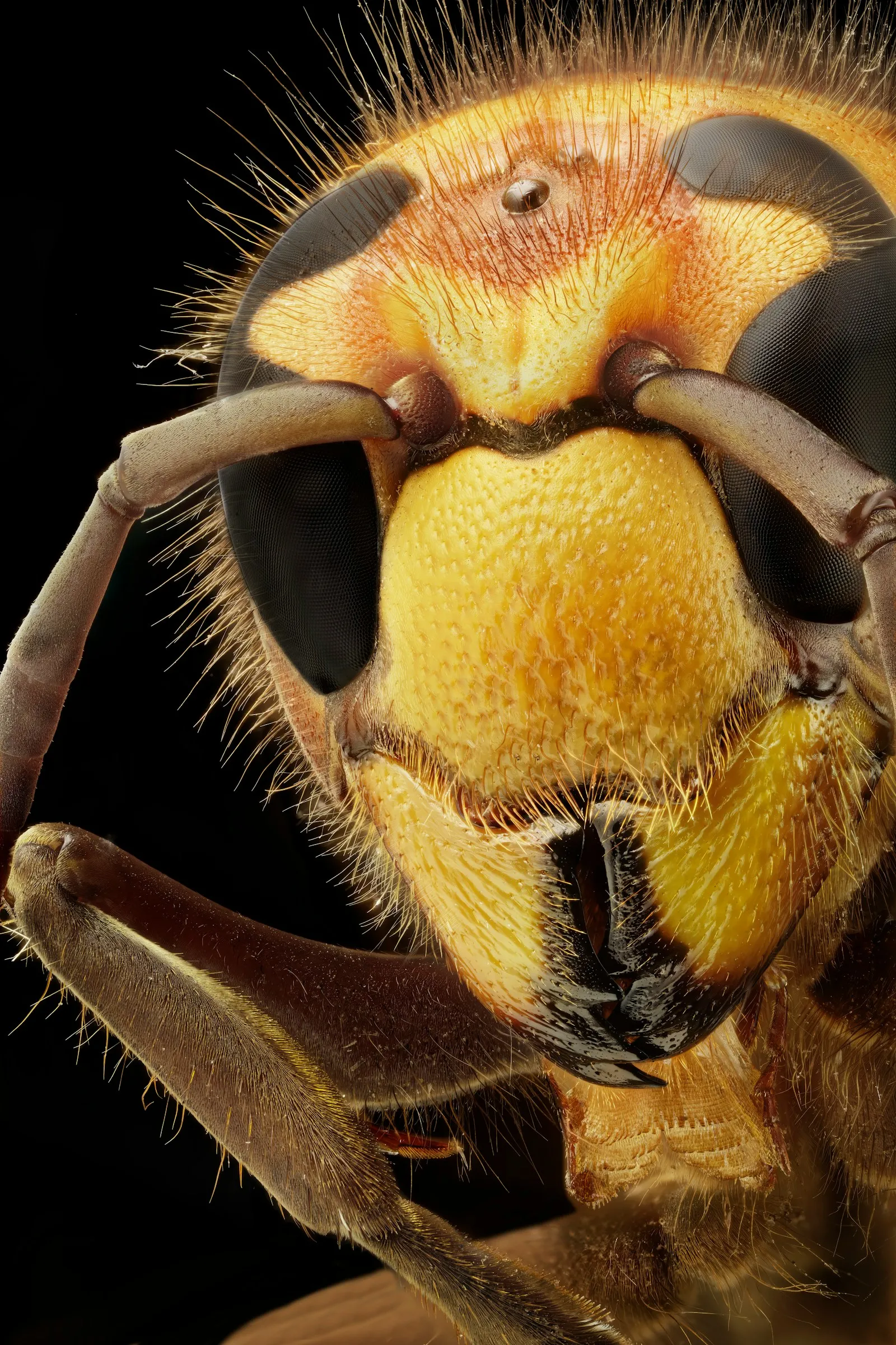 Extreme macro close-up of a hornet's large orange-yellow head and black compound eyes.