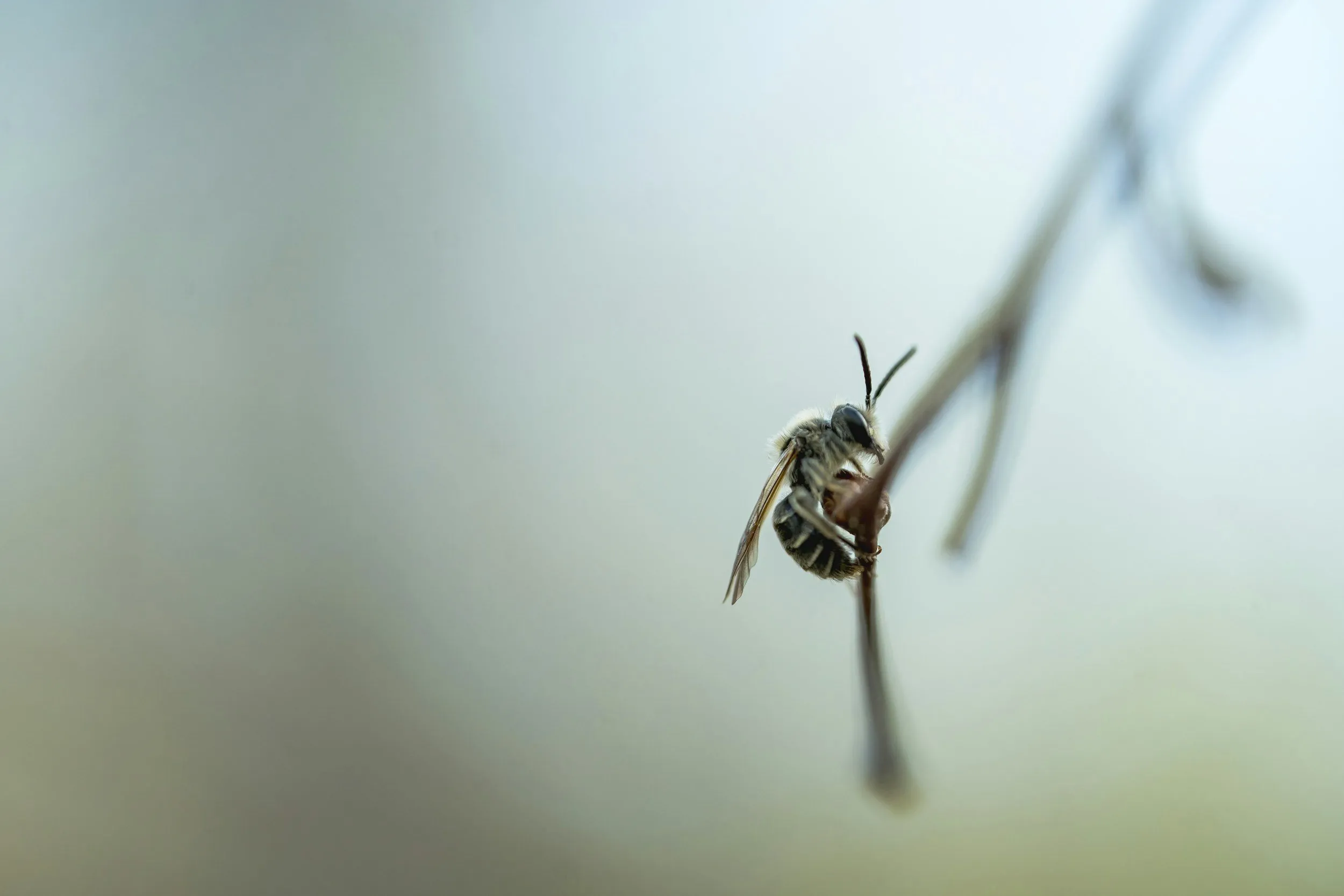 A bald-faced hornet gripping a thin twig, backlit against a pale background.