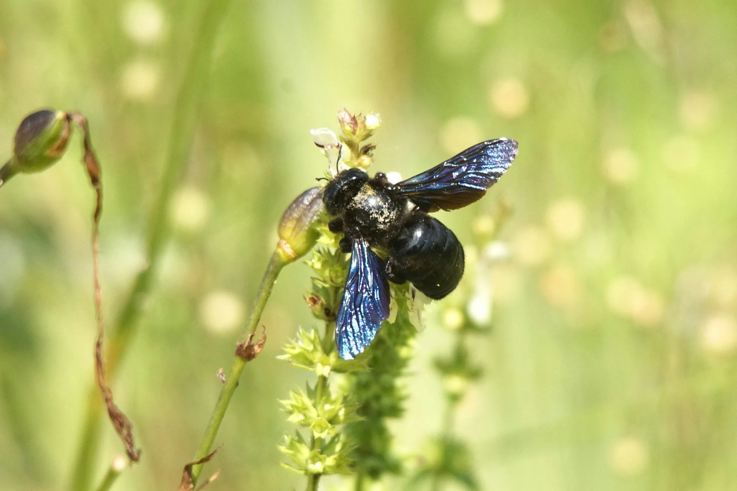 Carpenter Bee Morton IL