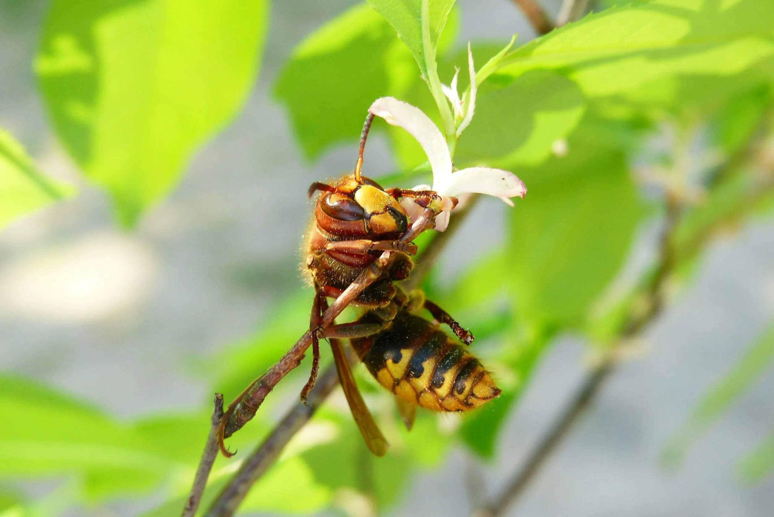 A European hornet resting on a white flower blossom.