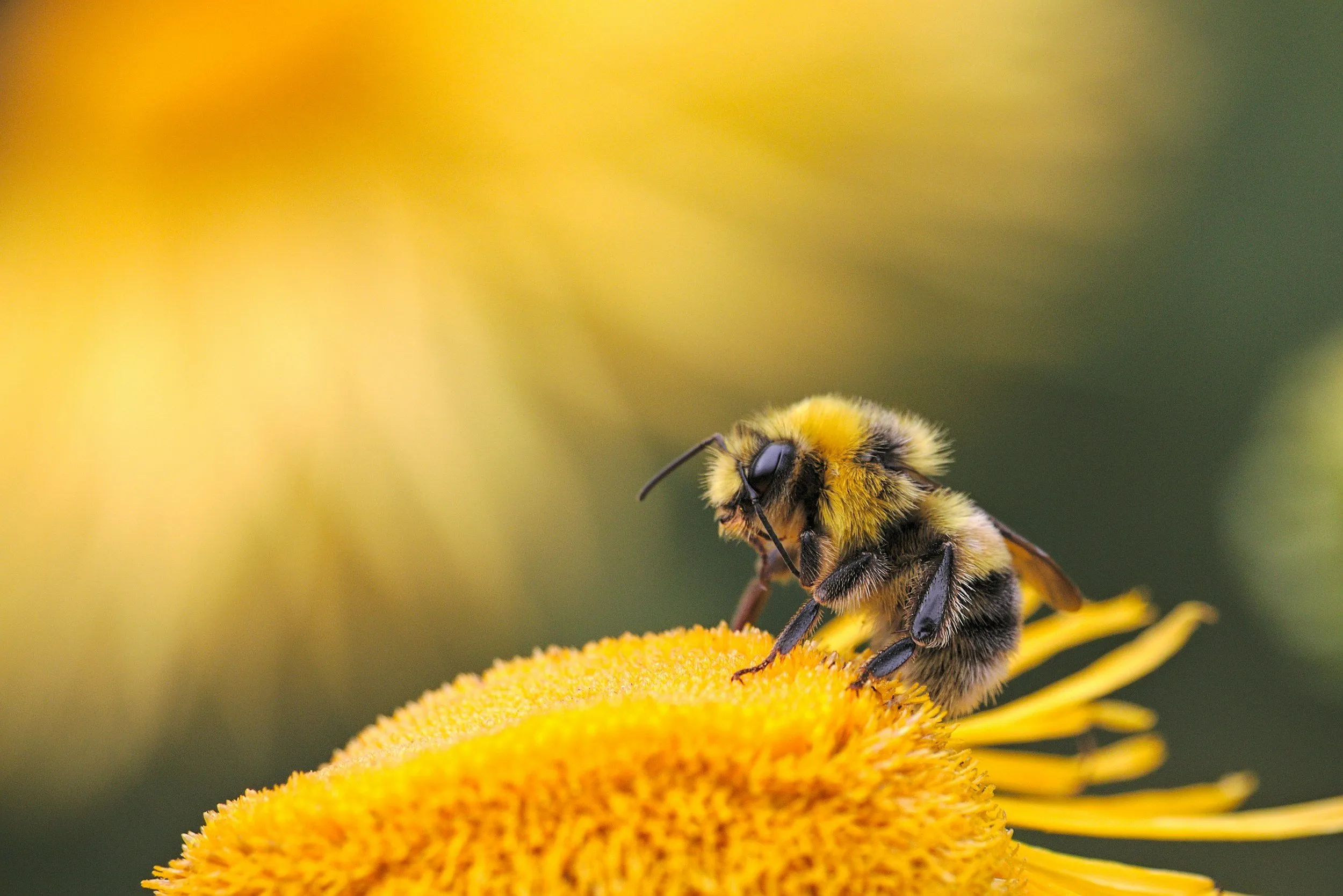 honey bee East Peoria IL