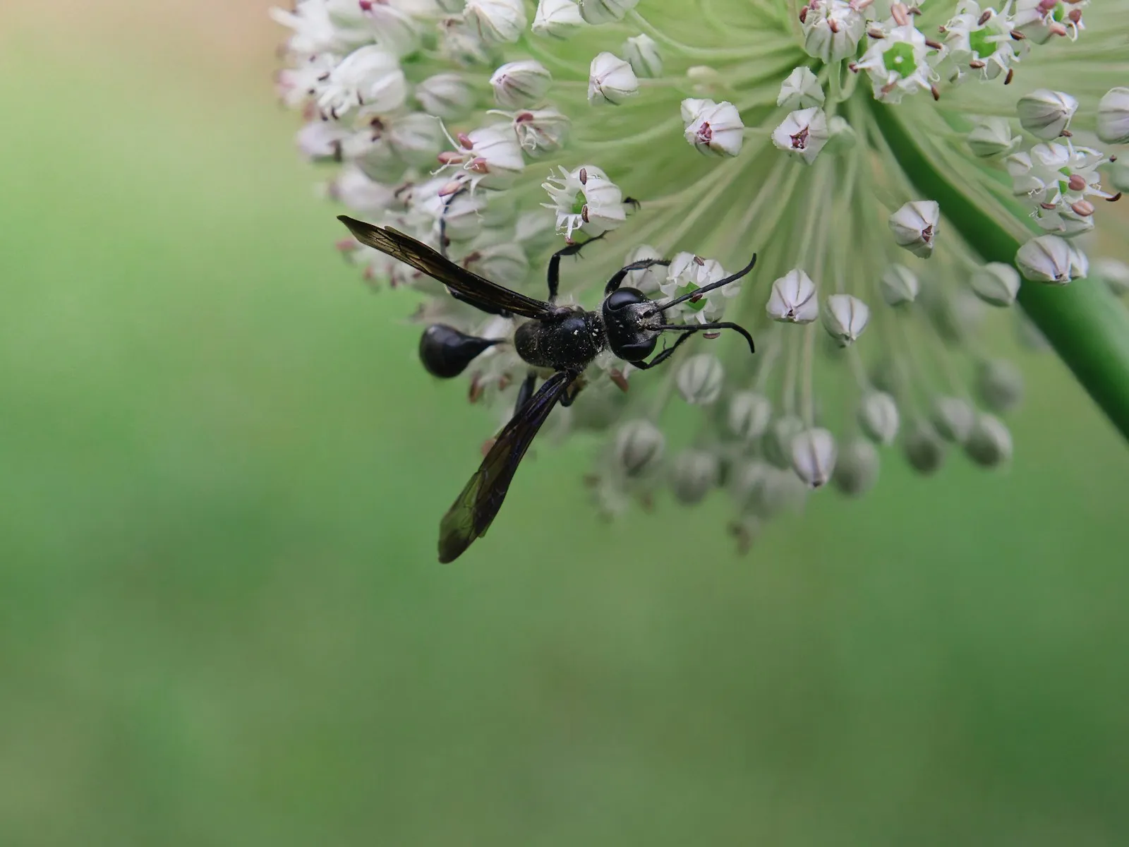 A slender black wasp with a long thread-like waist feeding on small white flowers.