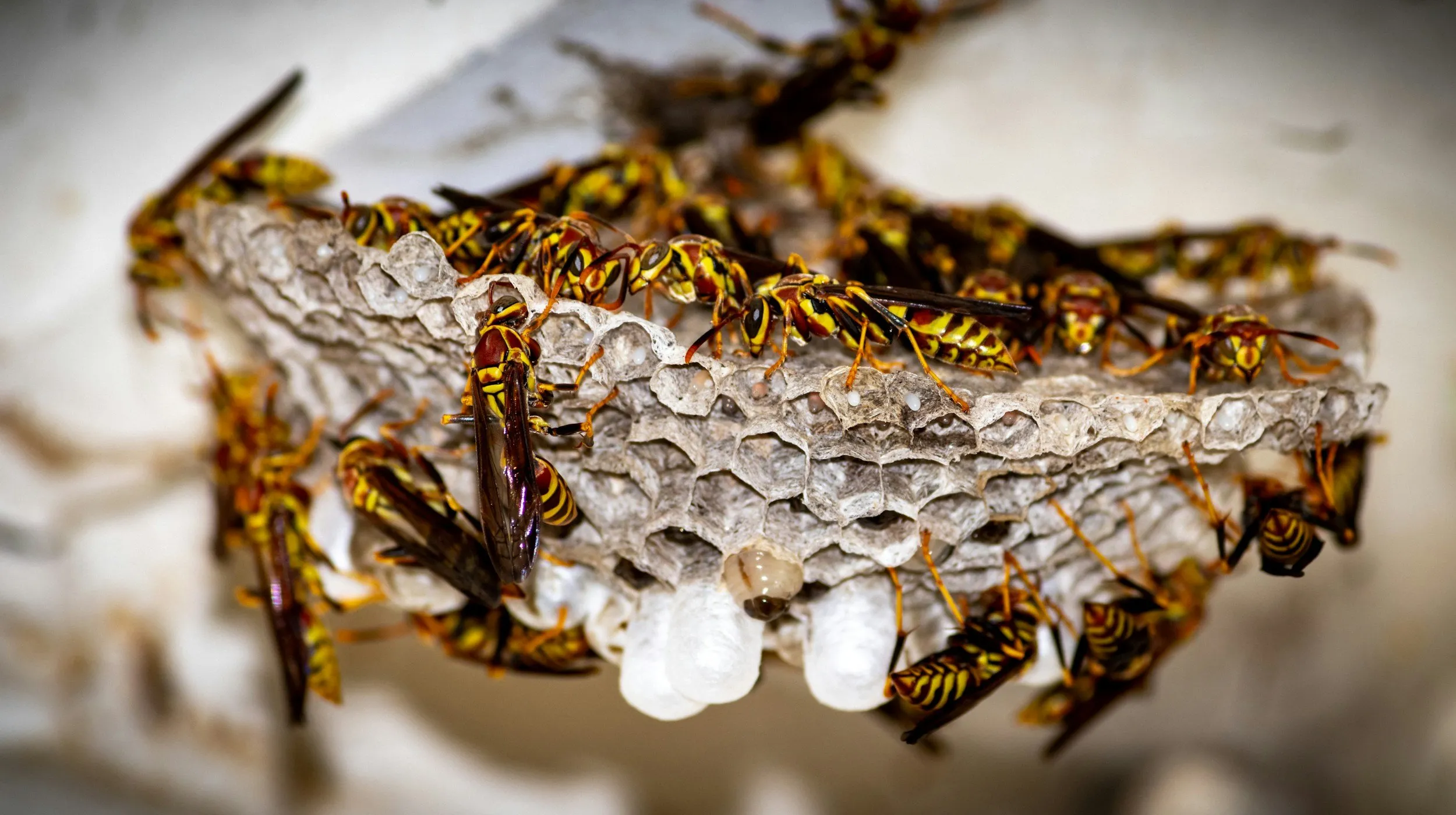 A colony of paper wasps clustered on their open, papery honeycomb-style nest.