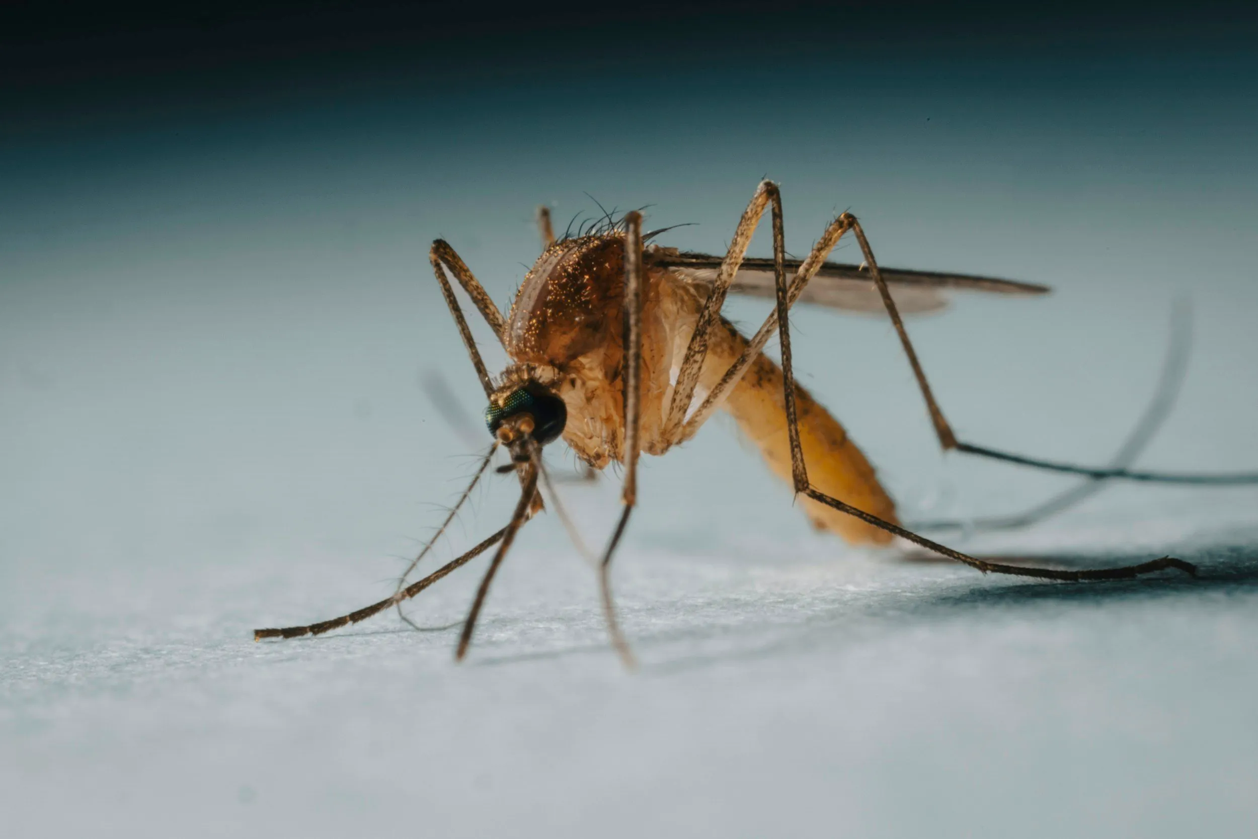 Mosquitoes