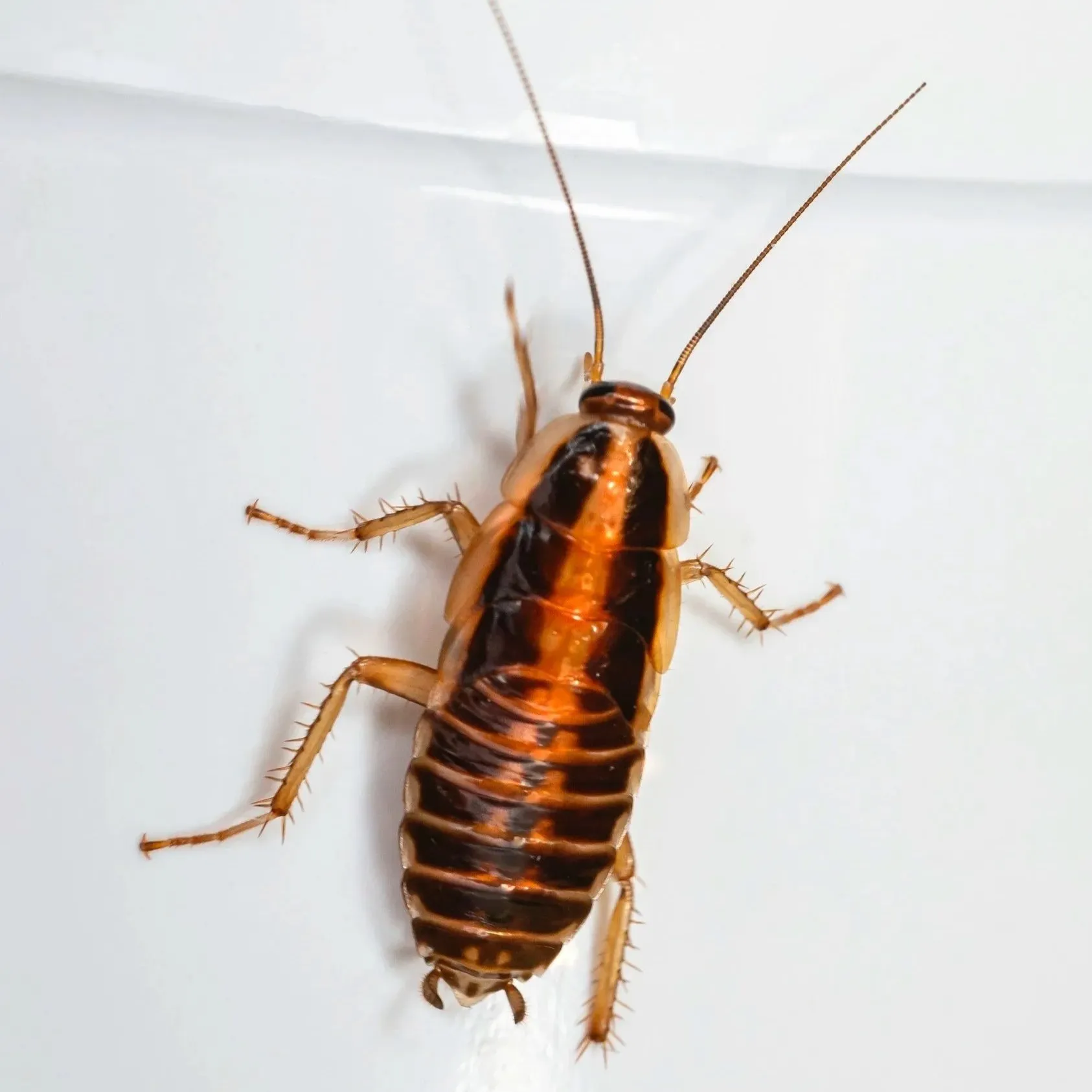 Roaches