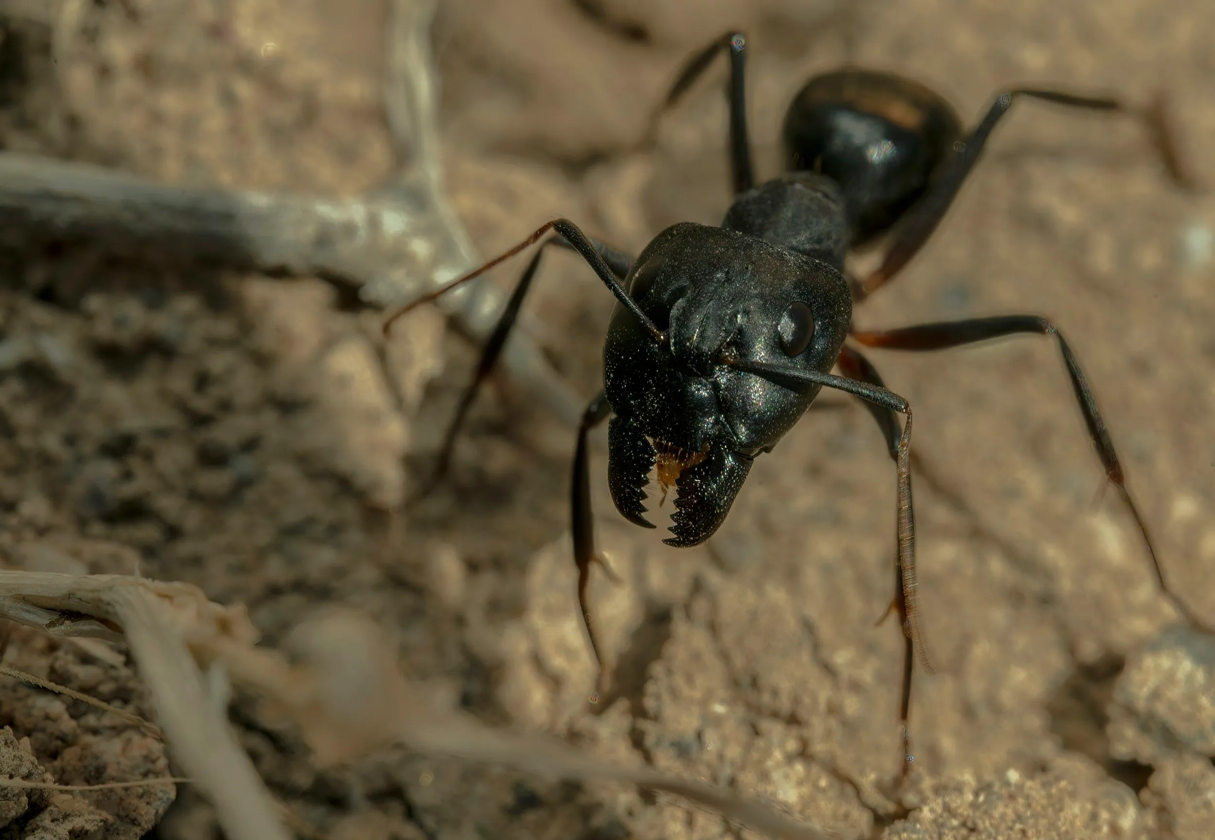 Winged carpenter ants swarming inside a Peoria, IL home