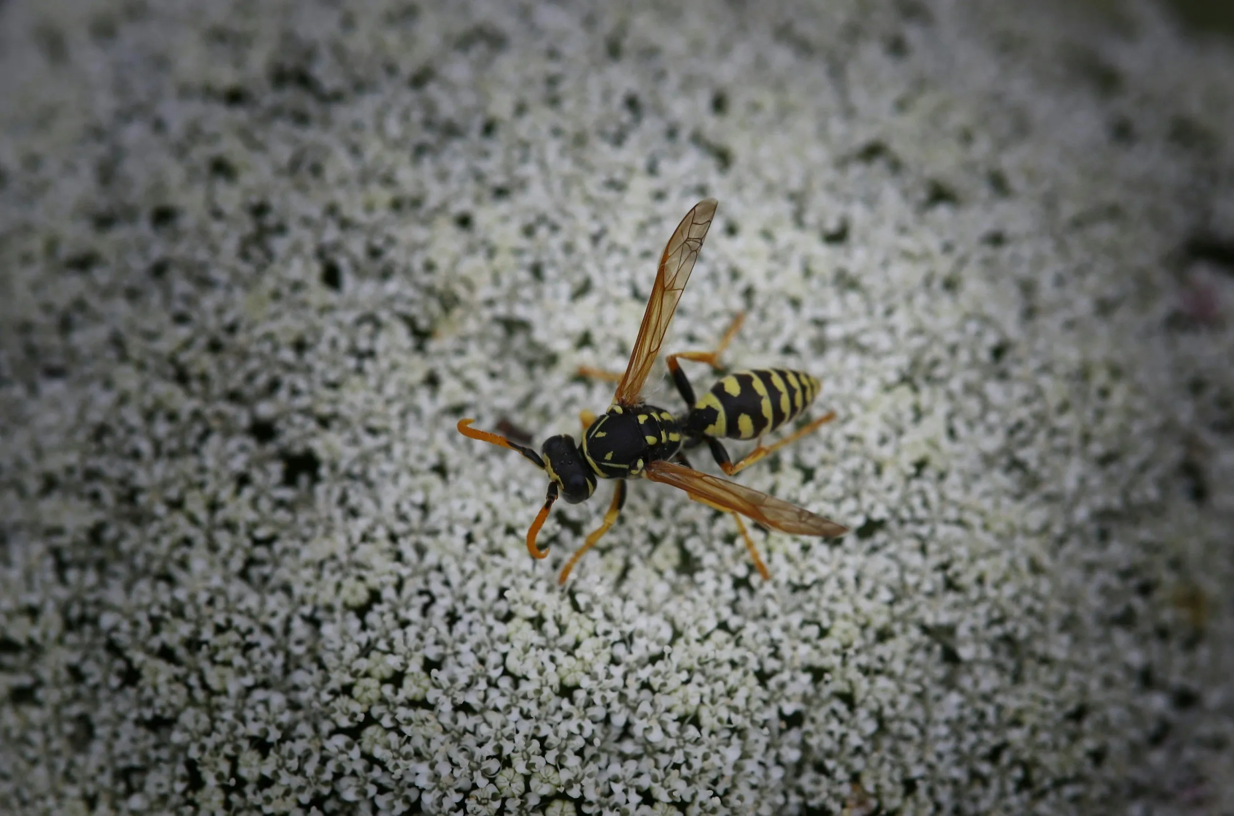A yellowjacket with black and yellow banding perched on white flower clusters.
